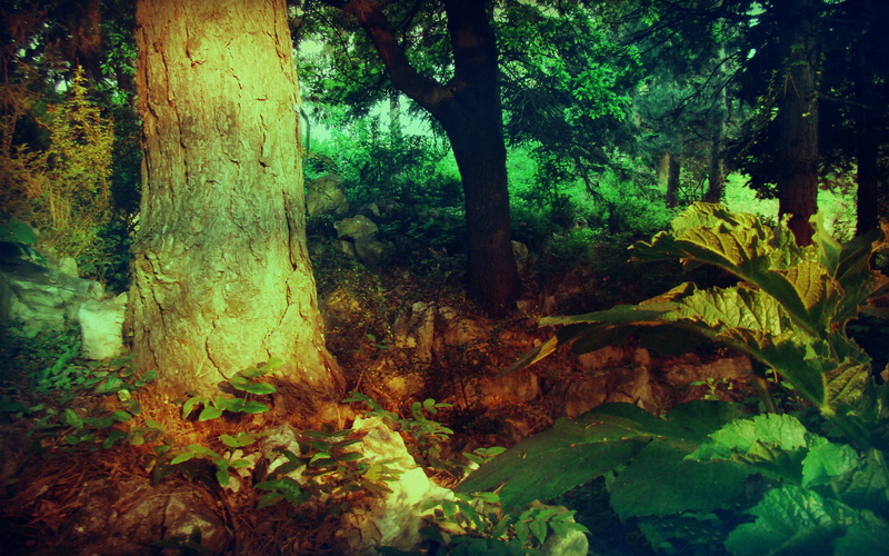 plant part, tree Trunk, mystery, woodland, outdoors, tranquil Scene, trunk, no People, growth, autumn, backgrounds, magic, summer, color Image, season