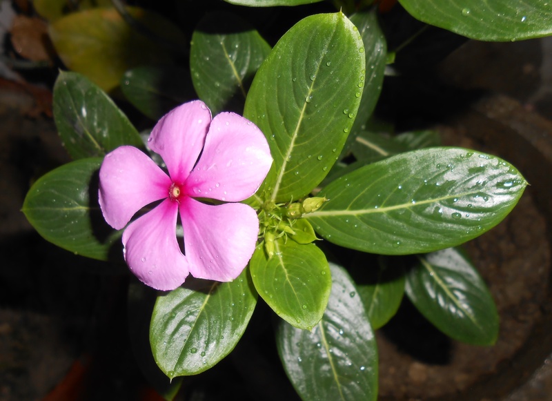 found, jamaica, flower Head, cure, herbal, medicinal, petal, sorcerers violet, pink color, uses, natural, rain, food, wet, indian, indian medicinal plant