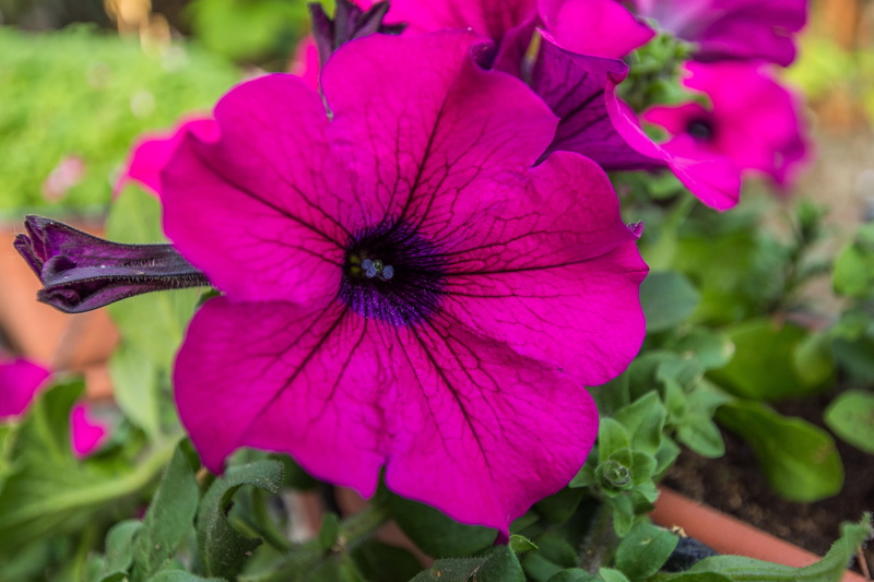 plant, design, flowering plant, inflorescence, vulnerability, petunia, pollen, garden, 4K, external design, day, focus on foreground, flower head, outdoors