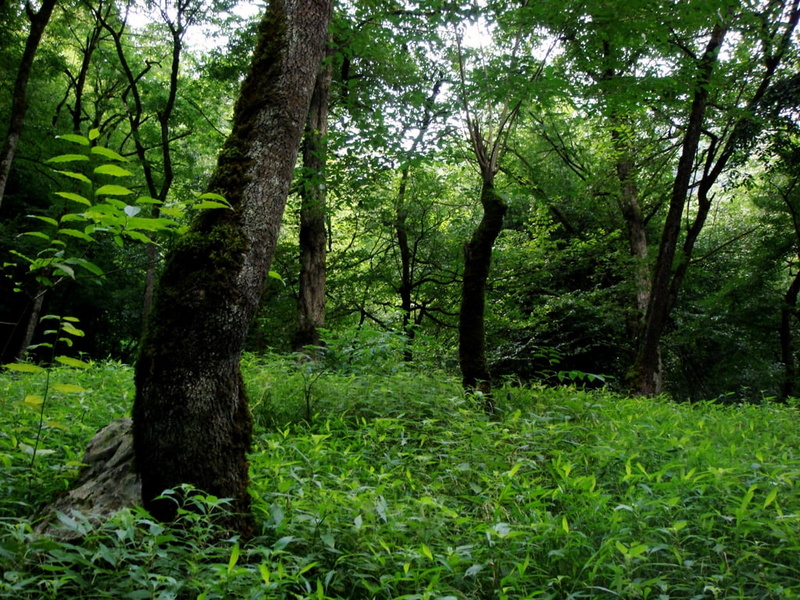 nature, north, hd, art, Paradise, forests, iran, 480P
