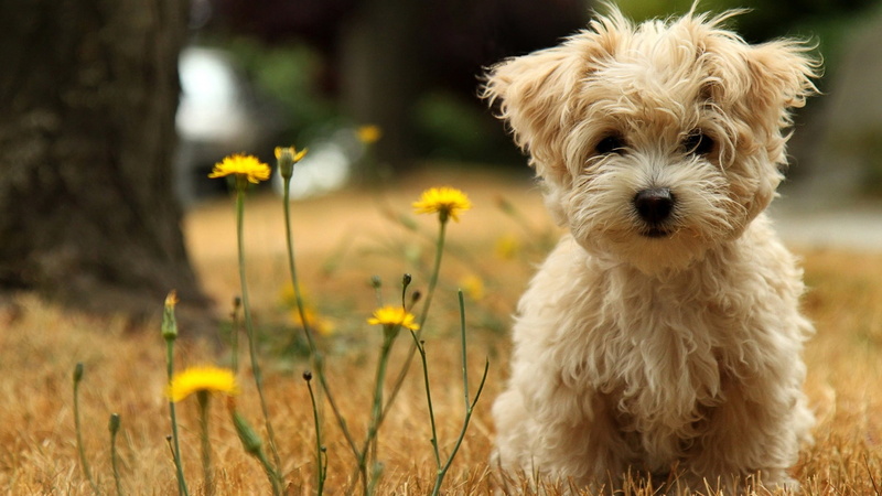 Havanese, dog, 1080P, silk