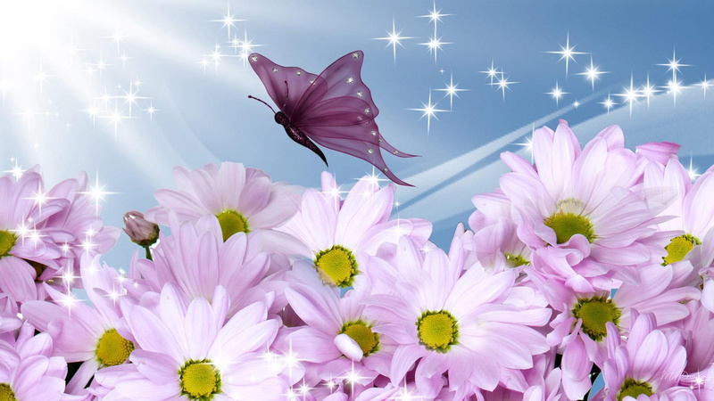 light, summer, firefox persona, daisy, flowers, glow, lavender, gerbera, silk, shine, spring, 1080P, shines, 3d and, butterfly