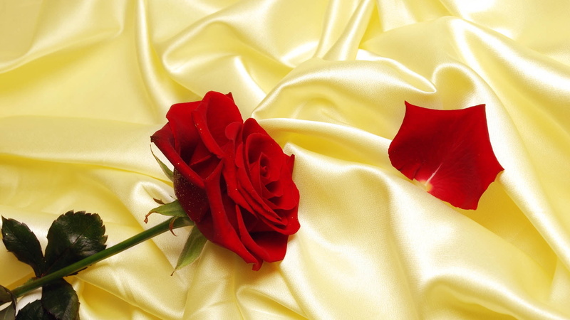 indoors, softness, rose, red, yellow, curtain, rose - Flower, shiny, roses, plant, rippled, flowering plant, pattern, close-up, textile, backgrounds, beauty in nature