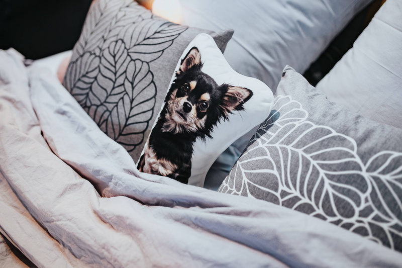 domestic Animals, sleeping, cute, Collection, purebred Dog, high angle view, bedclothes, no people, bedroom, home Interior, domestic Life, grey, lying Down