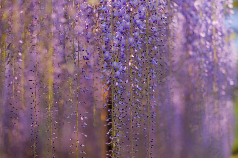 macro, tree, blur, lilac, curtains spring, branches, flowers, Wisteria, 1080P