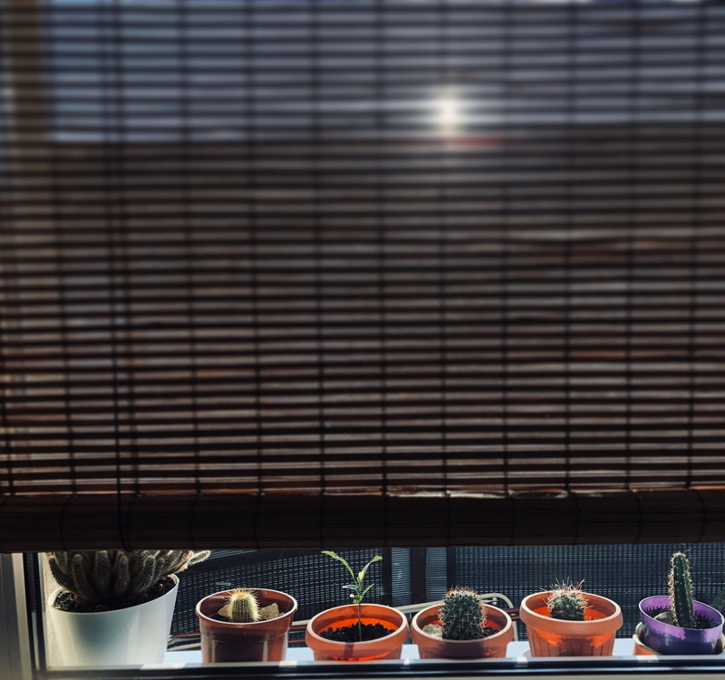 restaurant, drinking glass, window shade, fruit, glass, life, table, pottery, indoors, 2K, cup, window, plant, potted plant, refreshment, curtain, still life
