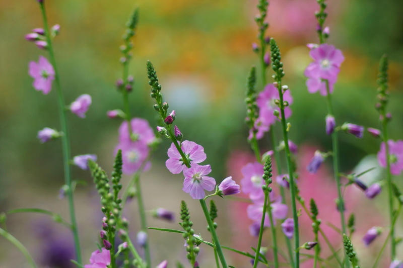 selective focus, day, twigs, flower head, digital, pink color, petaled, field, close-up, flowers, flower, purple, vulnerability, no people, beauty in nature