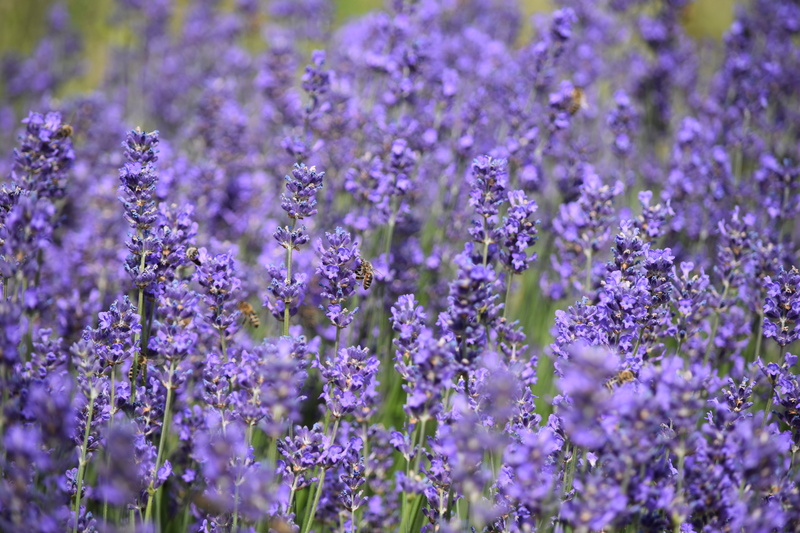 backgrounds, flowering plant, freshness, lavender colored, full frame, small, fragility, flower, lavender, no people, springtime, land, close-up, vulnerability