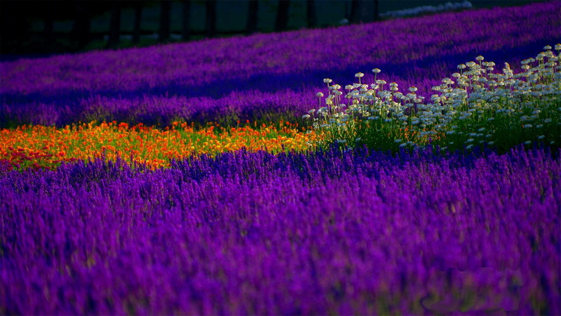 colors, spring, nature and landscapes, lavender, field, blossom, flowers, 1080P