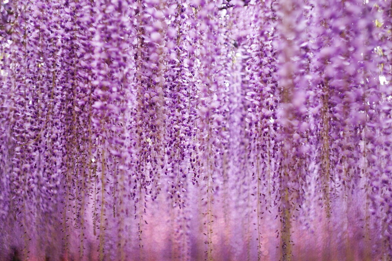 1080P, wisteria