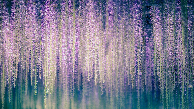 full frame, tree, pattern, flower, wisteria floribunda, growth, blossom, day, backgrounds, 1080P, outdoors, close-up, vulnerability, beauty in nature