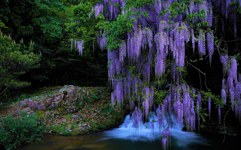 Earth, tranquil scene, flower, growth, Waterfall, outdoors, motion, plant, scenics - nature, blurred motion, no people, purple, nature, beauty in nature