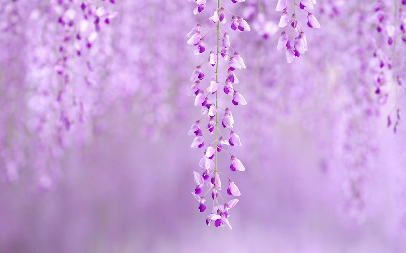 2K, summer, softly, purple, tree, wisteria, nature and landscapes, spring