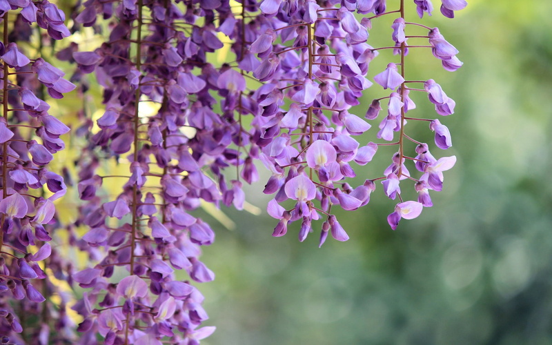 1080P, Wisteria, Purple, Flowers, Photography, Macro, Branches