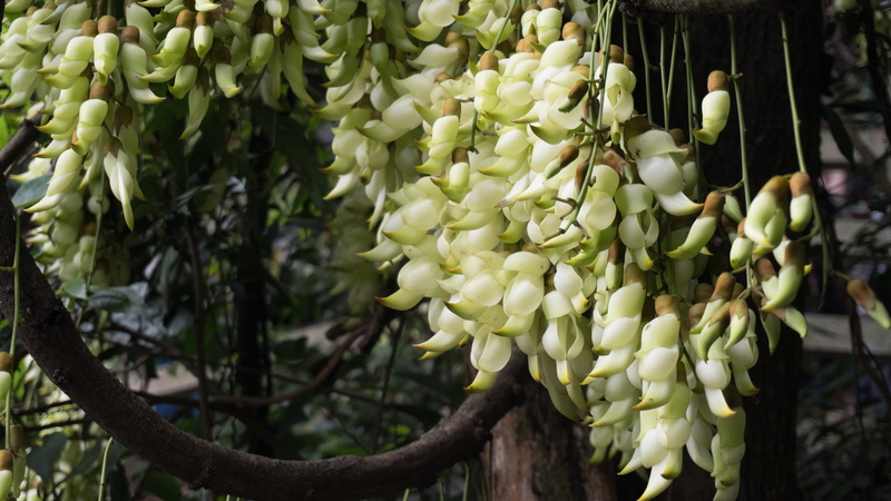 4K, green, Wisteria, flowers, leaf, Flower, White