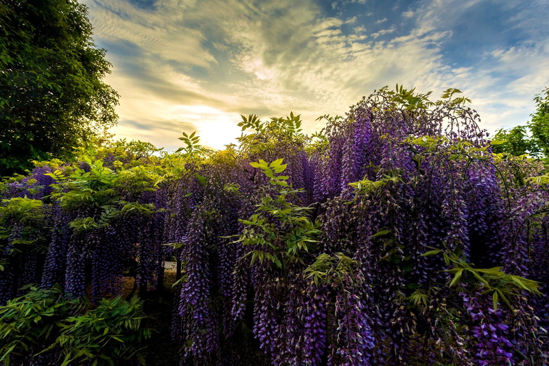1080P, Ashikaga Flower Park, Japan, cluster, Park, flower, ashikaga, purple, Flower Park Ashikaga, Wisteria