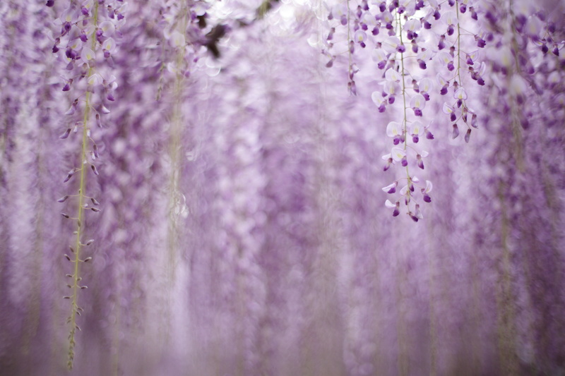 shot, plant, bokeh, flower, close-up, wisteria, nature, flowers, 5K, purple, Untitled