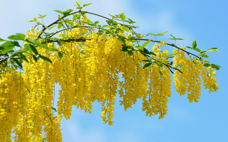 wisteria, acacia, flower, 2K, yellow