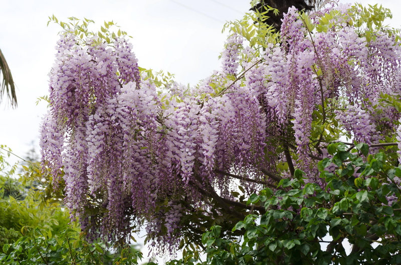 flowering trees, flowers, 2K, wisteria