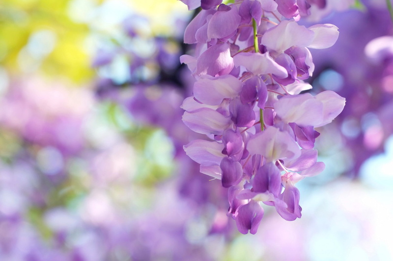 1080P, wisteria