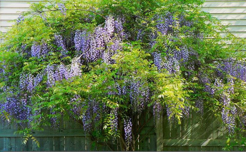 vine, chinese, flower, 2K, wisteria, blue, 3d and abstract, nature