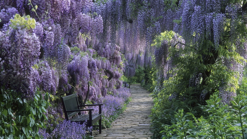 freshness, land, Photography, fragility, outdoors, vine, flowering plant, plant, Flower, footpath, tree, Park, no people, purple, blossom, tranquility