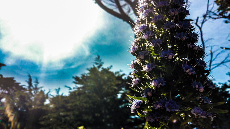 beauty in nature, green, nature, selective focus, springtime, Sun, trees, 5K, outdoors, growth, focus on foreground, plant, lavender, close-up, vulnerability