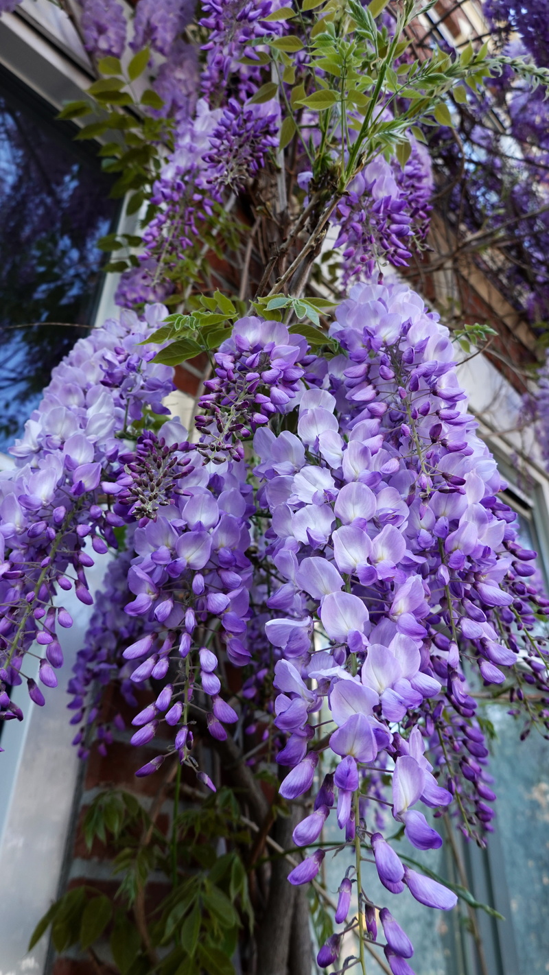 wisteria, bunch of flowers, freshness, beauty in nature, flower, petal, springtime, flora, day, blossom, fragility, purple, vulnerability, outdoors, flower head