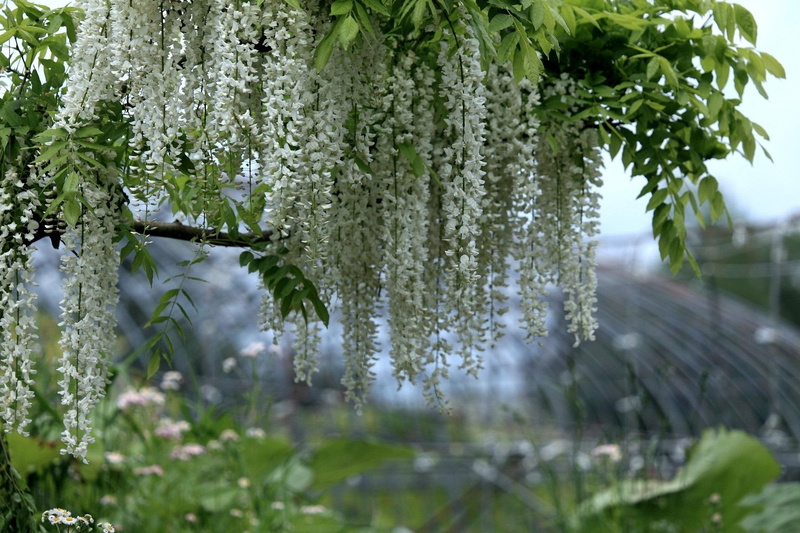 glicynia, 1080P, kwiaty, natura, wisteria, drzewa, beautiful, nature and landscapes