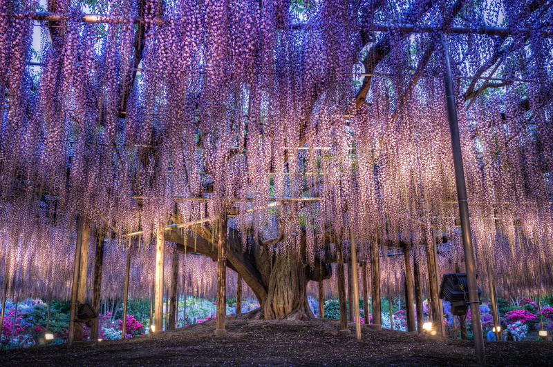 Wisteria, flowers, 2K, Japan, overhanging branches, colorful