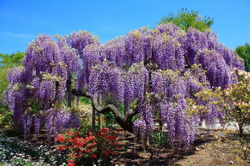 wisteria, 4K, nature, blossom, lilac, springtime, tree, botany, scented, vine, freshness, flower, purple, wisteria 4k  pc, no people, vulnerability, outdoors