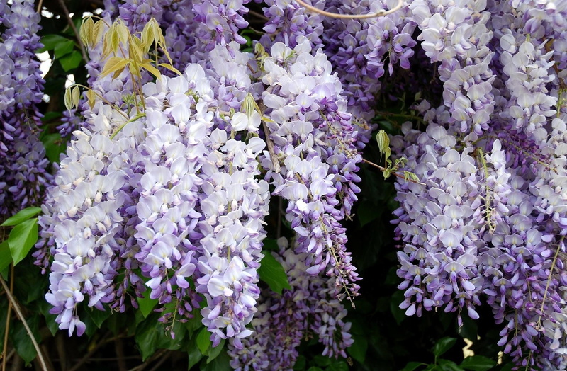 petal, outdoors, nature, branches, macro, day, close-up, decoration, purple, summer, no People, green Color, fragility, lavender, bunch of flowers, botany