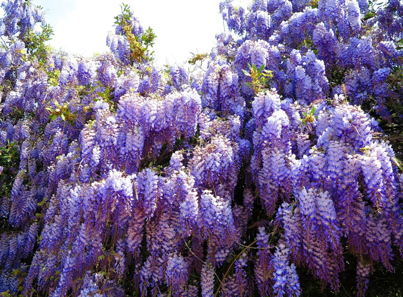 lilac, flowerbed, petal, formal Garden, vine, growth, close-up, flower Head, sky, beauty In Nature, freshness, nature, lavender colored, no People, multi Colored