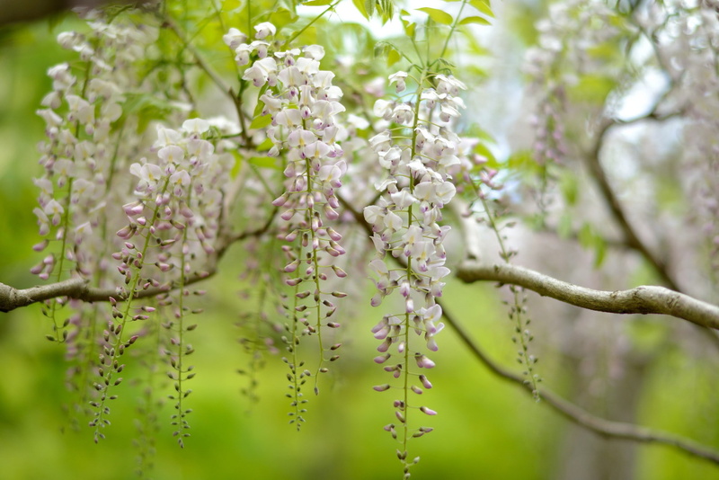inflorescences, Nature, tree, wisteria, 1080P