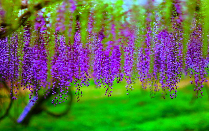 nature and landscapes, hanging, blossoms, nature, delicate, 1080P, wisteria