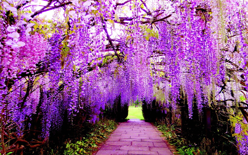 beauty in nature, wisteria, plant, blossom, flowers, cherry blossom, flower, tunnel, freshness, park, springtime, tree, footpath, direction, park - man made space