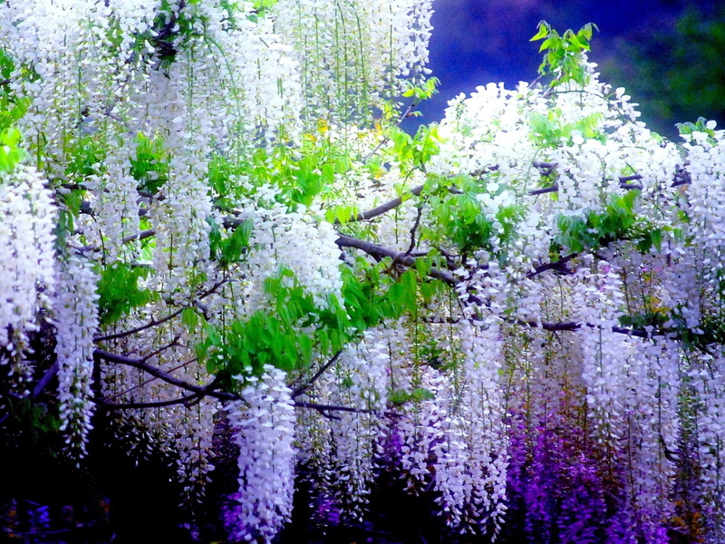1080P, Earth, White Flower, Flower, Purple Flower, Flowers, Wisteria