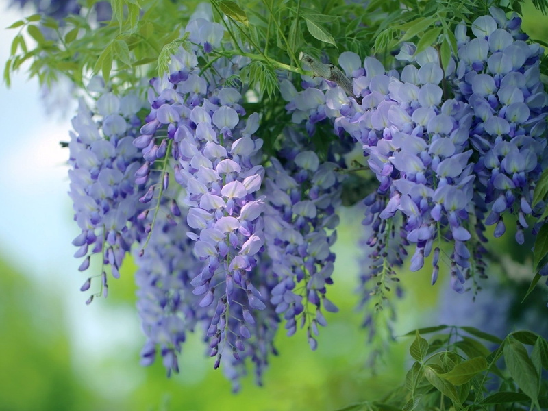 flowering plant, vine, close-up, growth, Wisteria, leaf, Earth, fragility, lilac, purple, botany, Flowers, springtime, selective focus, Blossom, lavender