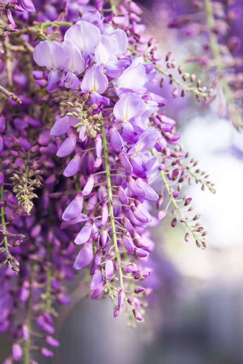 outdoors, nature, daytime, petal, purple, beauty in nature, 5K, focus, no people, bright, photography, flower, lilac, flowering plant, beauty, freshness