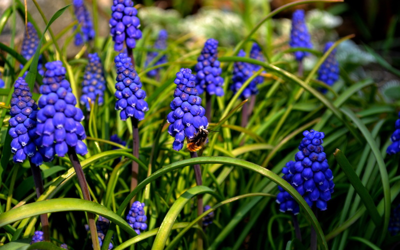 blue flowers, petal, green color, nature, blue, flower, vulnerability, flowering plant, muscari, hyacinth, plant, beauty in nature, bunch of flowers, close-up