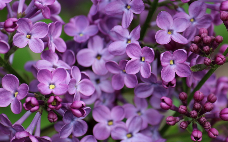 1080P, Lilac, close, macro, Purple, photography, Flowers
