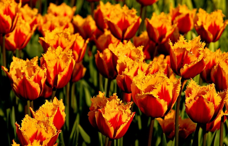 vulnerability, leaf, close-up, orange, inflorescence, large Group of Objects, flowers, freshness, springtime, 1080P, formal Garden, multi Colored, full frame