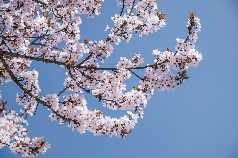 daytime, flower, vulnerability, clear sky, growth, day, 4K, nature, japan, low angle view, beauty In Nature, low, tree, cherry Blossom, pink Color, sky