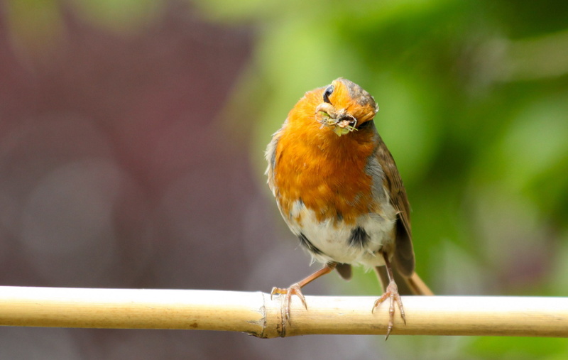 robin, beak, outdoors, family, photography, focus, Rockin Robin, wildlife, European Robin, 2K, white, stick, rubella, selective focus, animal, perching