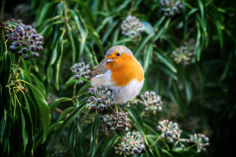 yellow, beak, outdoors, nature, feather, day, one animal, purple, fruit, flowering plant, animal wildlife, vertebrate, green, bird, animal themes, growth