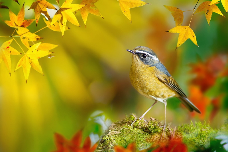day, FuYi Chen, one animal, no people, plant part, leaf, bokeh, autumn, Tarsiger indicus, 1080P, nature, bird, leaves, animal wildlife, plant, White-browed Bush-Robin