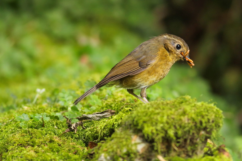 one animal, plant, taiwan, day, side view, vertebrate, animal wildlife, white-browed bush-robin, close-up, animal, focus on foreground, 2K, nature, borisworkshop