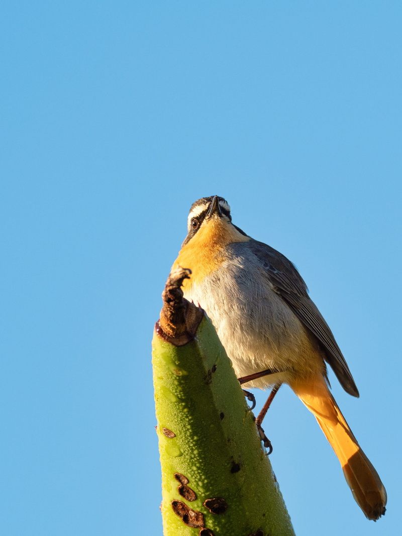 yellow, branch, feathers, wild, copy space, green, 4K, shrike, avian, bird, animal, cape robin-chat, eating, perched, no people, sky, outdoors, beak, robin