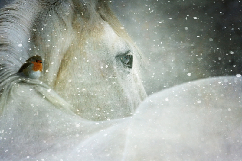 portrait, christmas magic, curiosity, day, equine, snow, 4K, winter wonderland, vertebrate, snowing, snow flakes, shire, wonderland, robin, animals in the wild