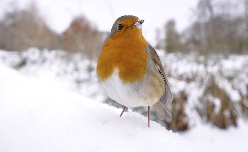 Snow, no people, winter, snowing, animals in the wild, white, robin, animal wildlife, focus on foreground, white color, Birds, perching, vertebrate, nature